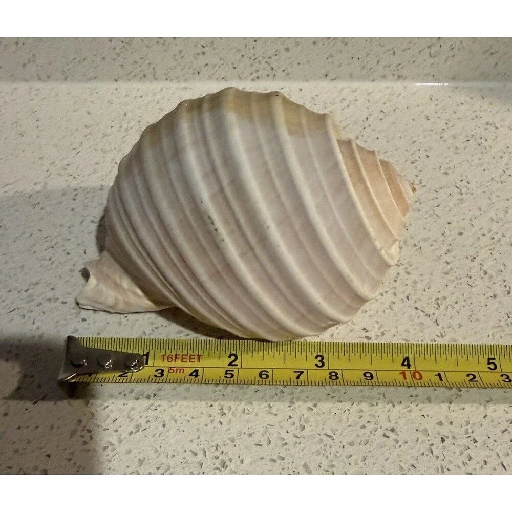 Knobby Starfish & Lightening Whelk Great Condition